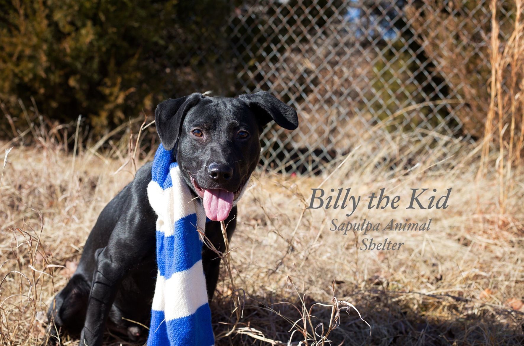 Billy the Kid